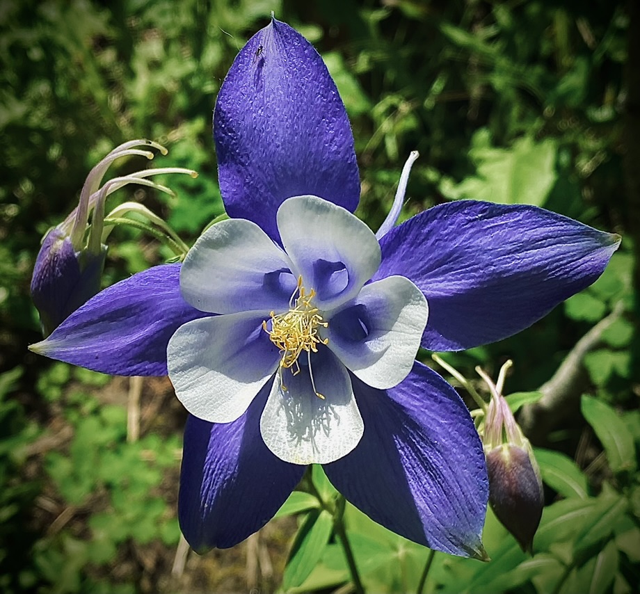 Columbine