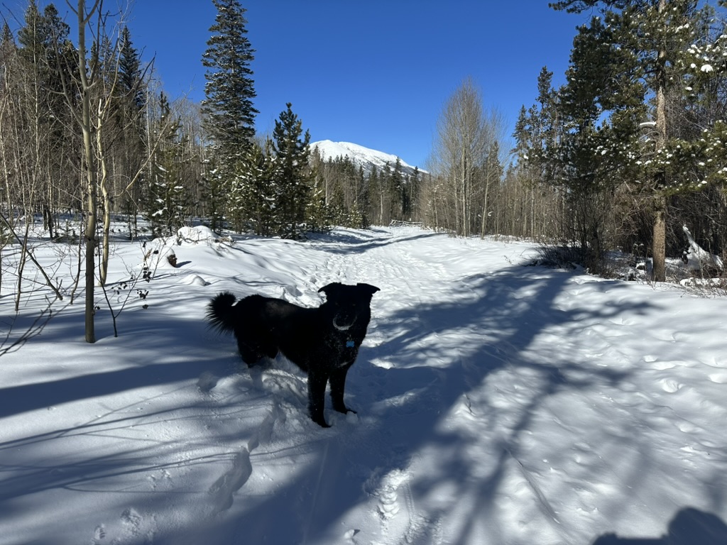 Snowy Trail Dog