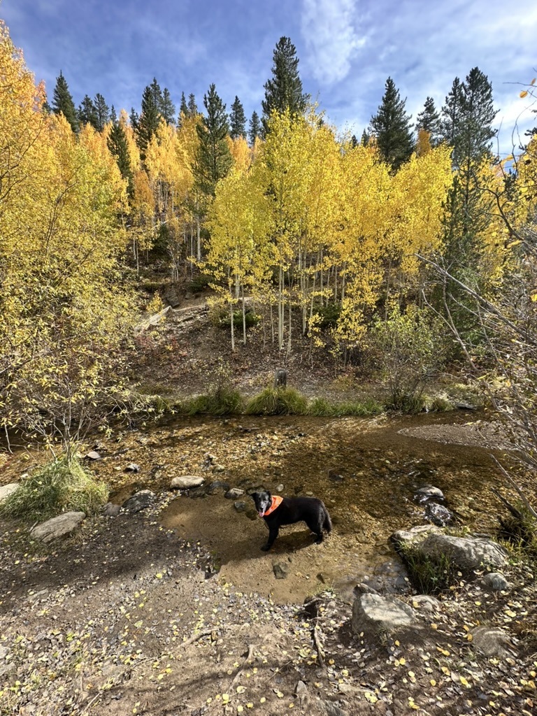 Dog at a mountain lake